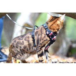 Arnês De Caminhada Monoi Cat