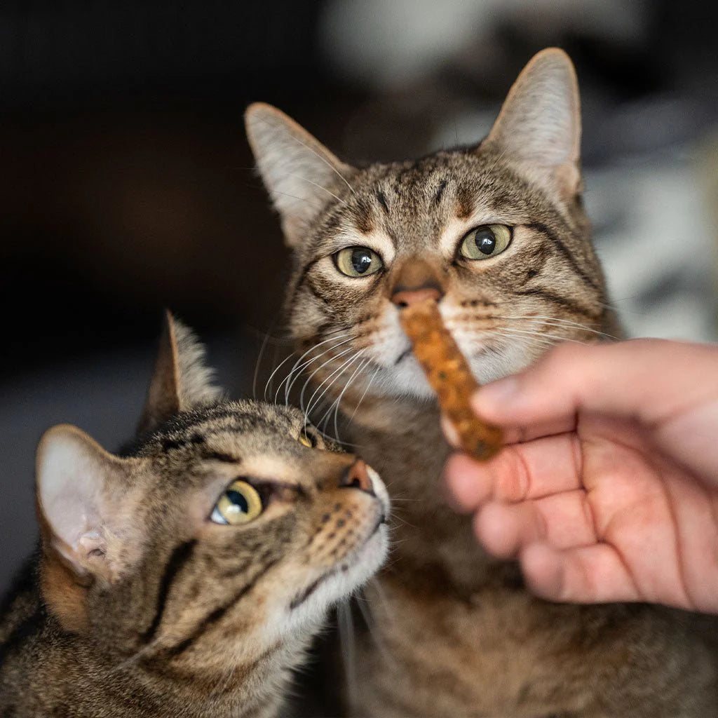 Premio Rub Salmon Dental Stick para Gatos 100g - Tamanho Regular 1x1