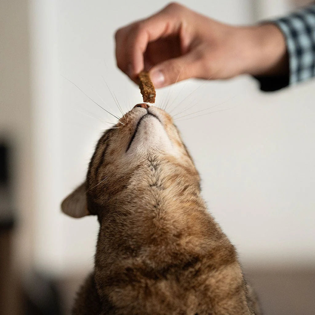 Premio Rub Salmon Dental Stick para Gatos 100g - Tamanho Regular 1x1