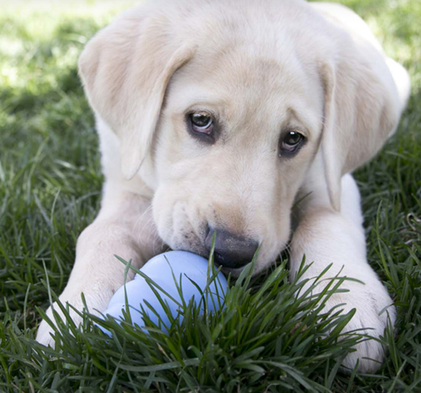 KONG Puppy
