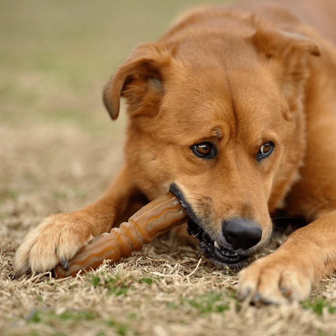 Brinquedo para Cães - Rub Flosser