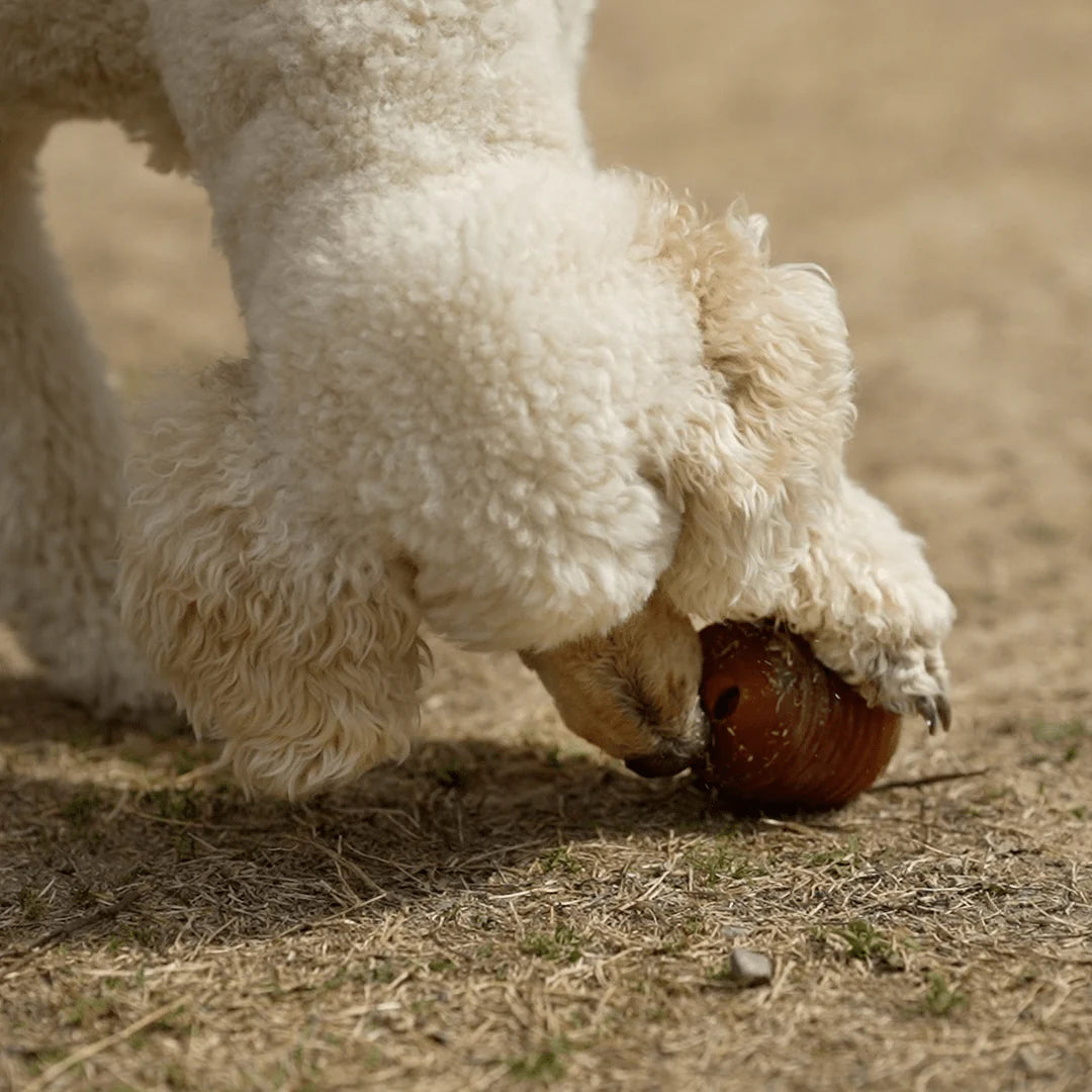 Brinquedo para Cães - Rub Amrood