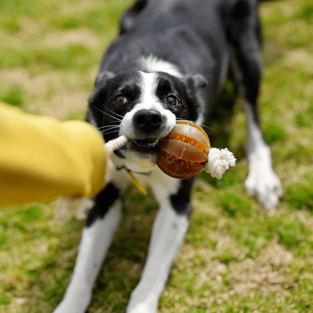 Brinquedo do cão - Bola dental flutuante