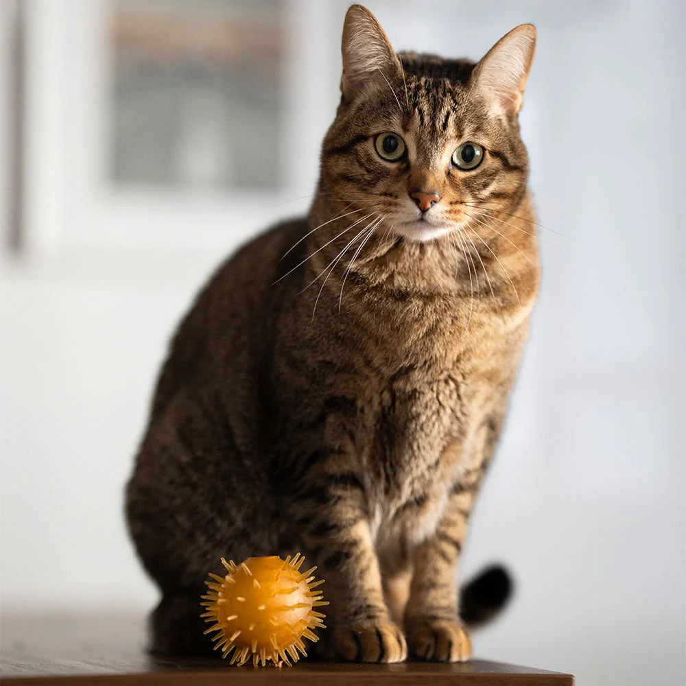 Brinquedo do gato - Ball & Bell