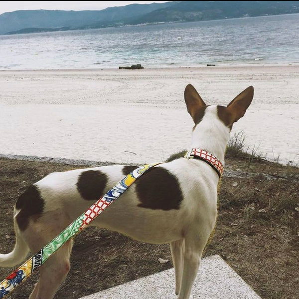 Brott Trela para Cão Alins