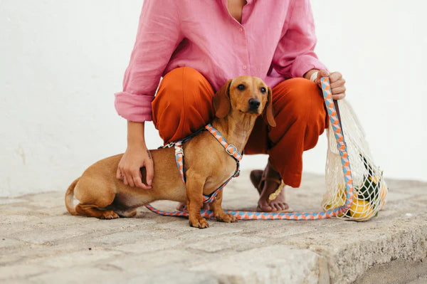 Brott Trela para Cão SATUNA