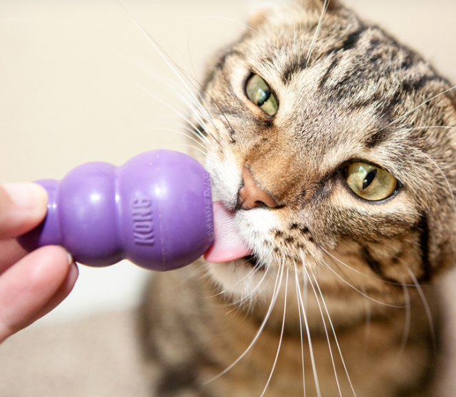 Kitty KONG