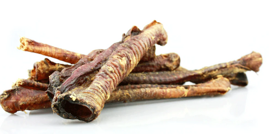 Traqueia Cordeiro