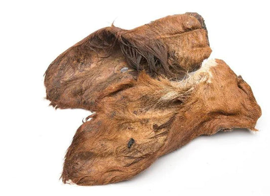 Orelha de Vaca  PRÉBIOTICO (Com Pelo)