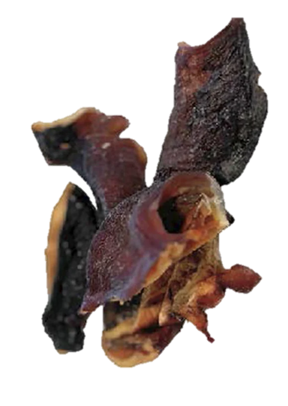 Cabeça Polvo
