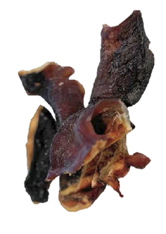 Cabeça Polvo