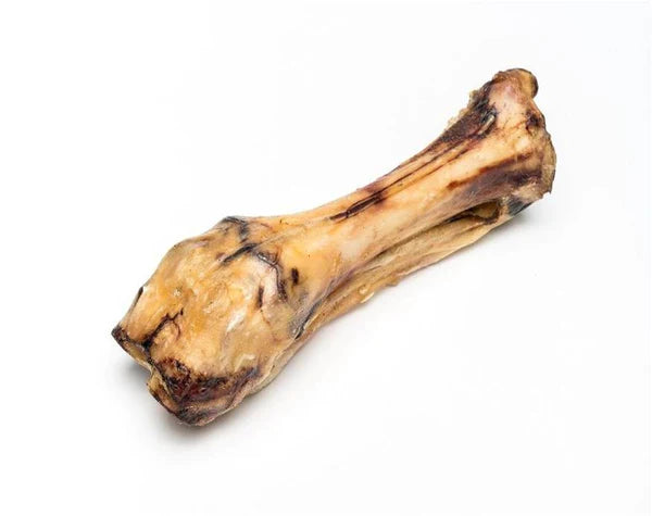 Osso Tíbia de Vaca