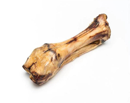 Osso Tíbia de Vaca