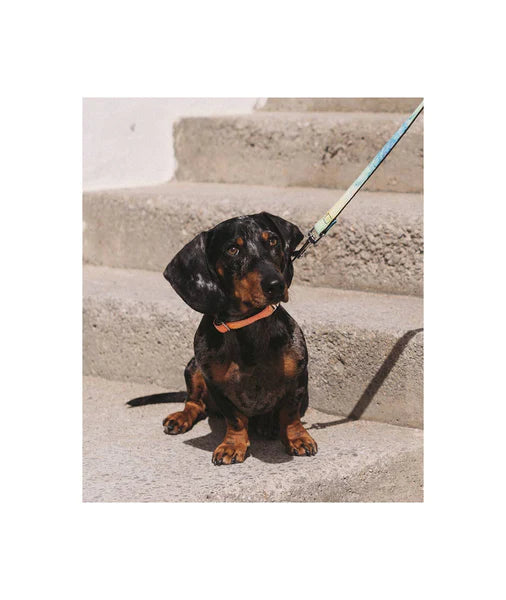 Brott Trela para Cão Garraf